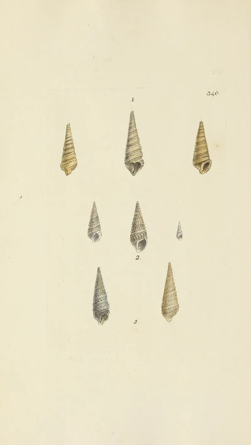The Mineral Conchology Of Great Britain Pl 230