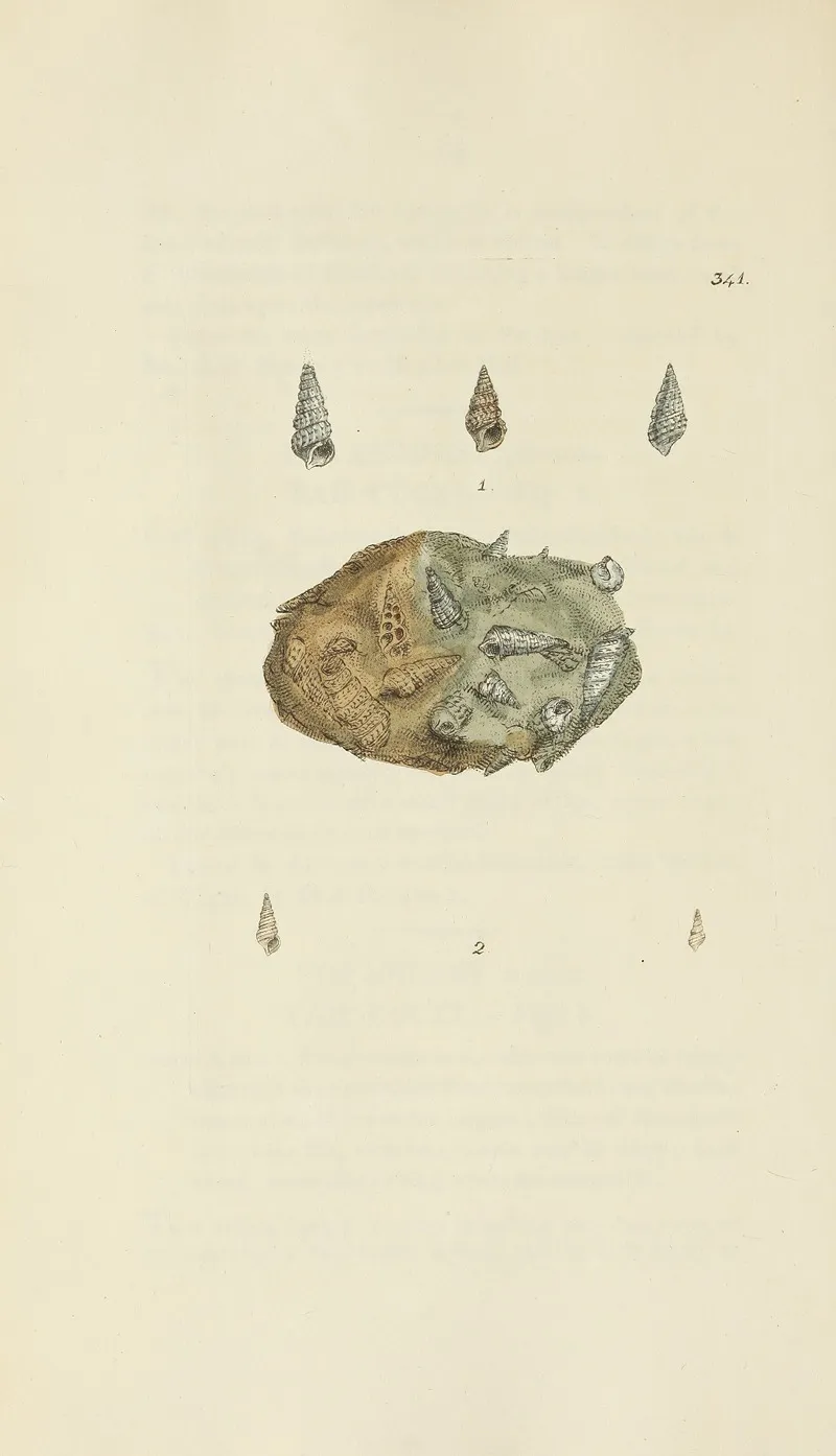 The Mineral Conchology Of Great Britain Pl 231
