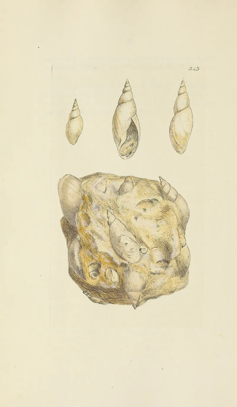 The Mineral Conchology Of Great Britain Pl 232
