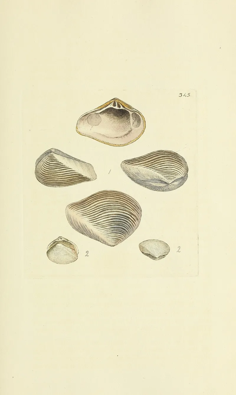 The Mineral Conchology Of Great Britain Pl 234