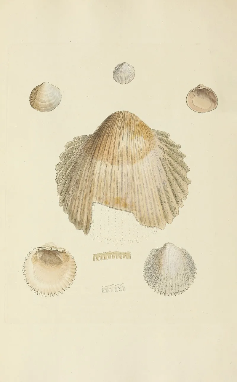 The Mineral Conchology Of Great Britain Pl 235