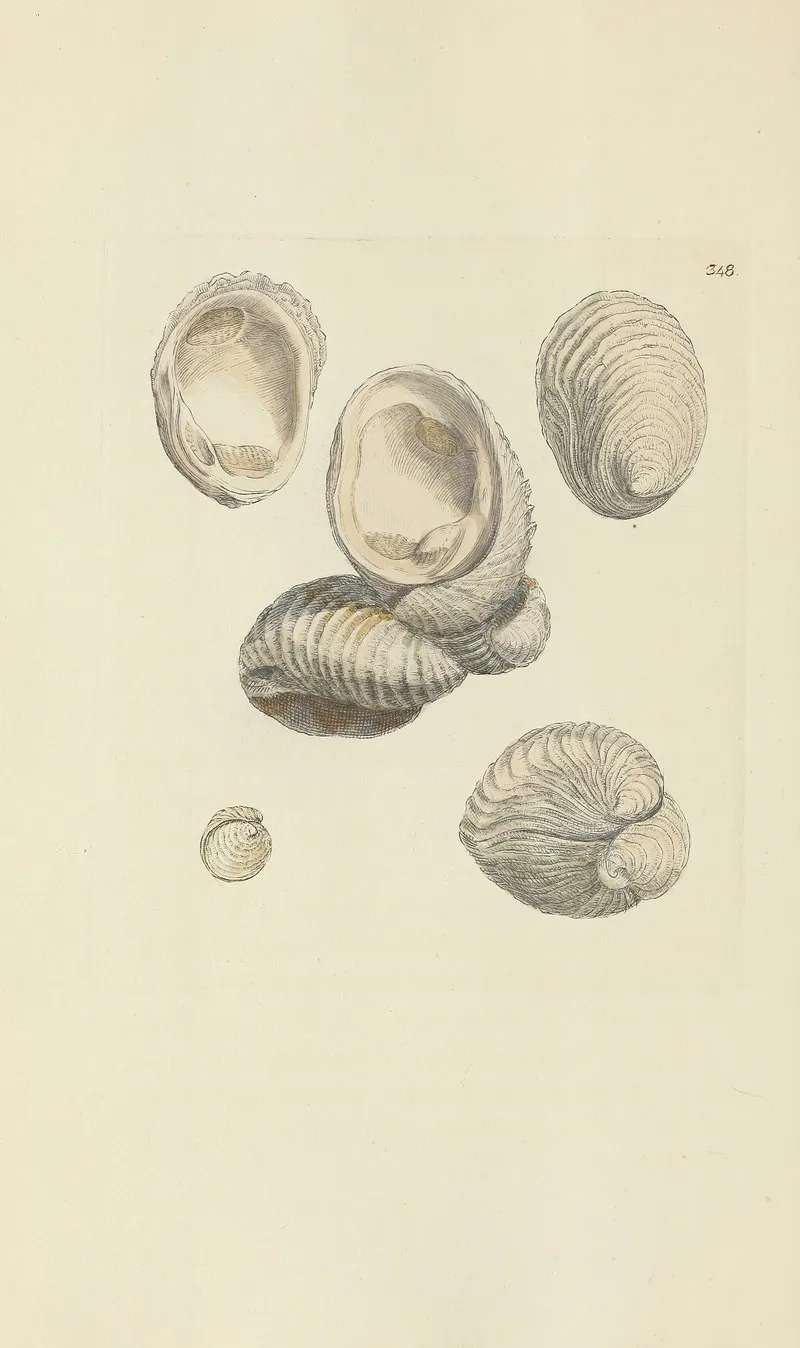 The Mineral Conchology Of Great Britain Pl 237