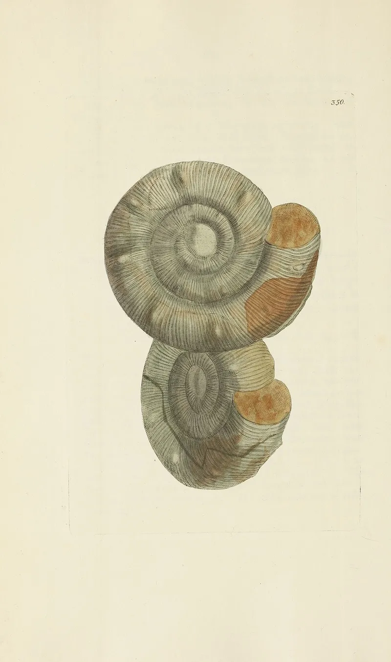 The Mineral Conchology Of Great Britain Pl 239