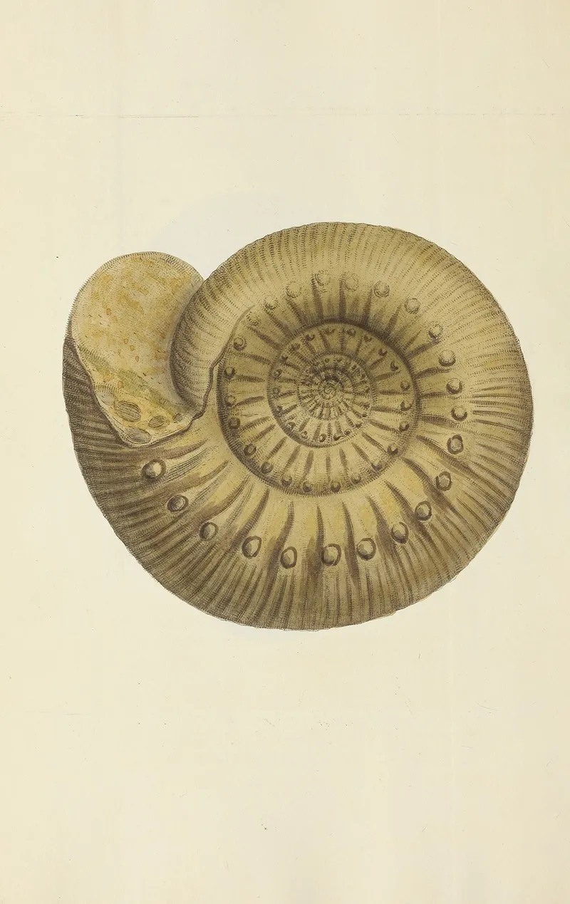 The Mineral Conchology Of Great Britain Pl 240