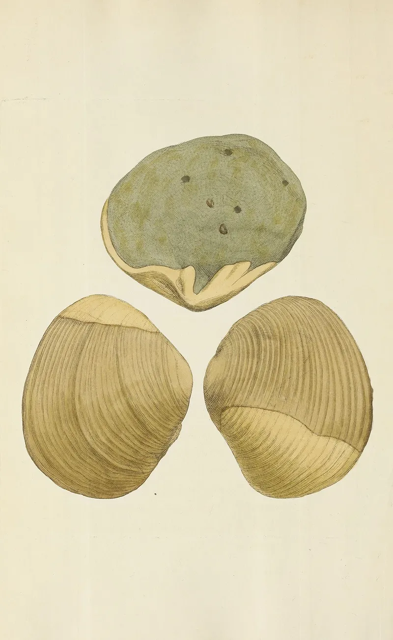 The Mineral Conchology Of Great Britain Pl 241