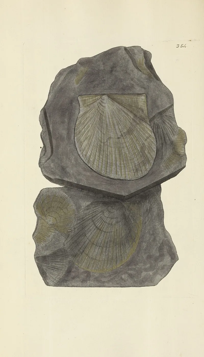 The Mineral Conchology Of Great Britain Pl 242