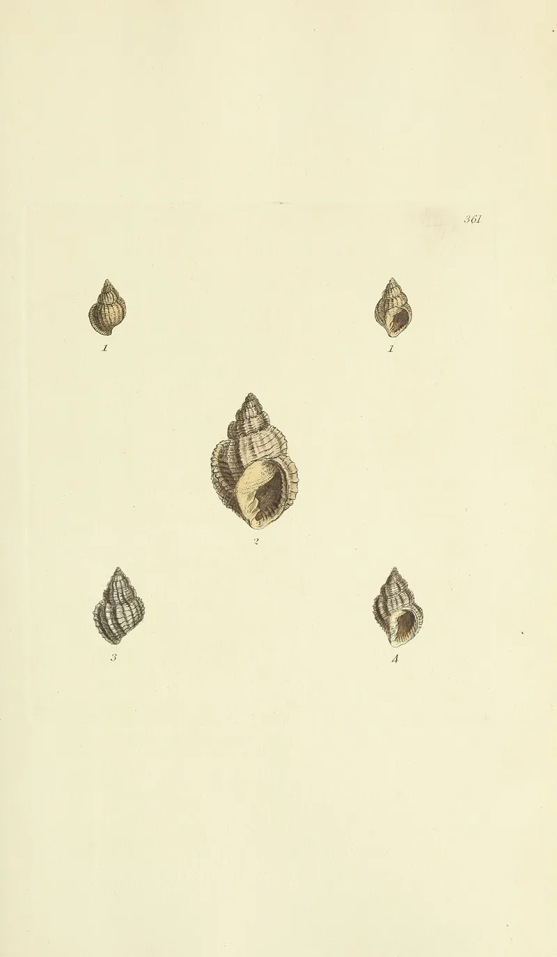 The Mineral Conchology Of Great Britain Pl 247