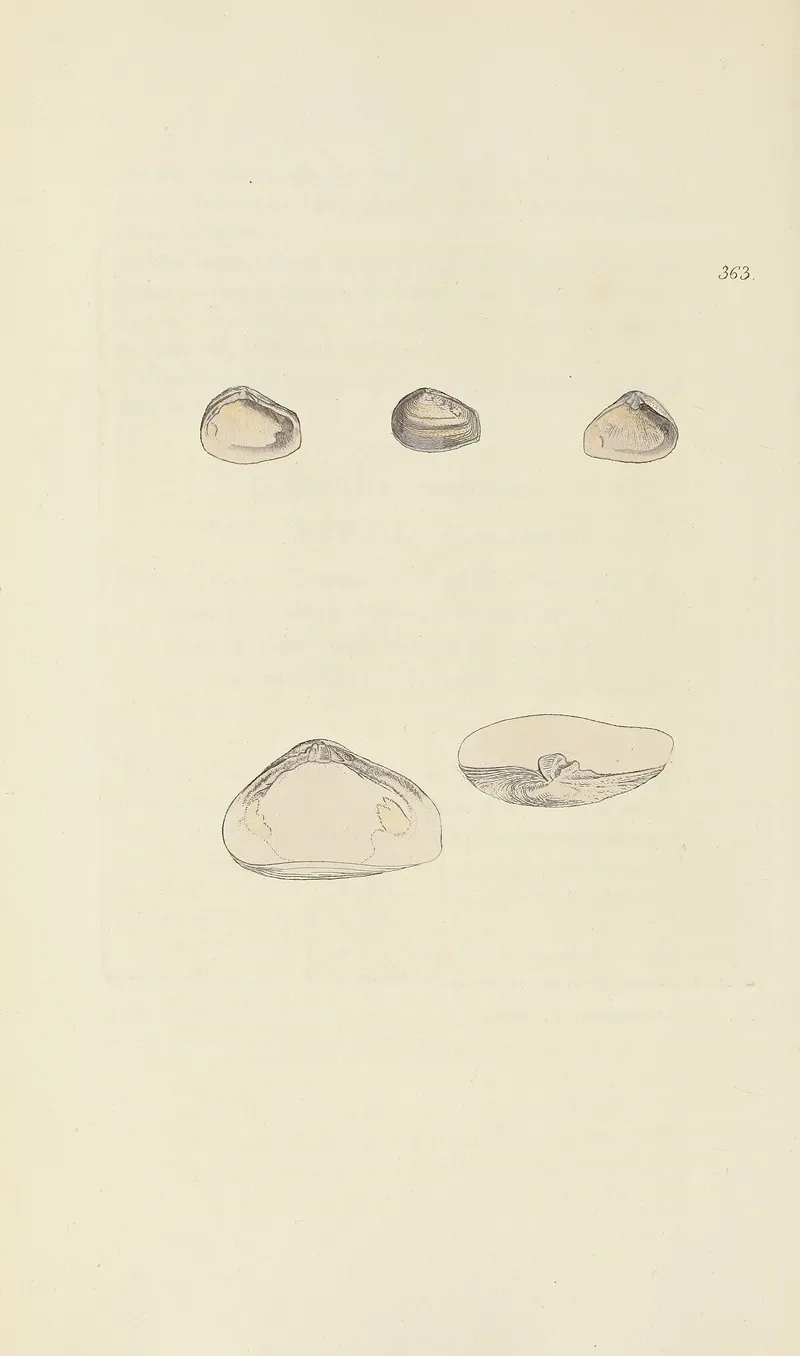 The Mineral Conchology Of Great Britain Pl 249
