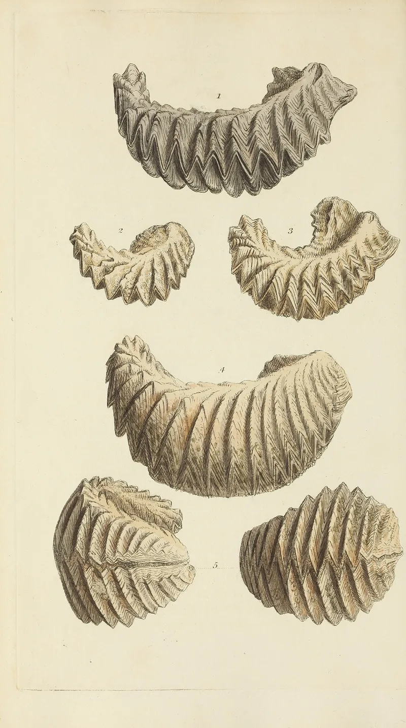 The Mineral Conchology Of Great Britain Pl 251