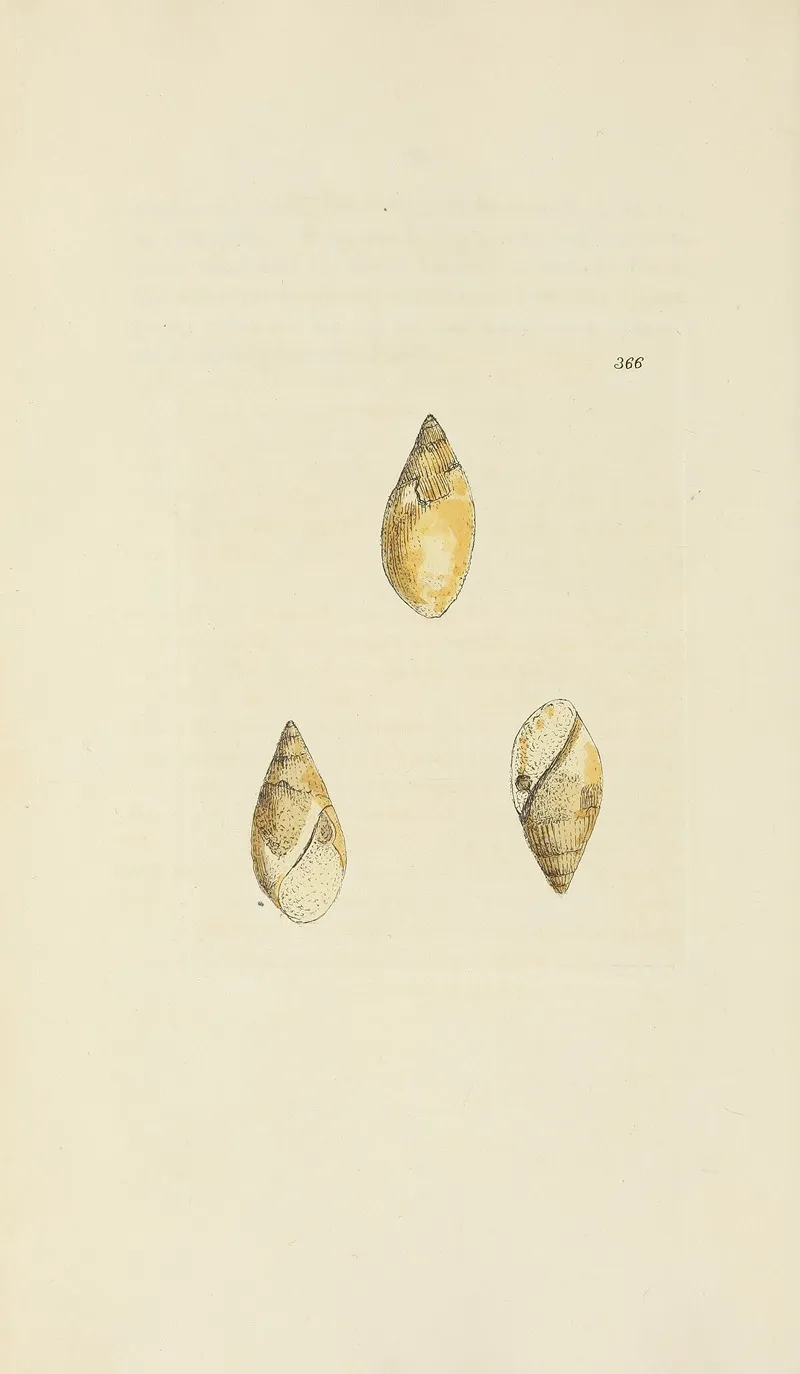 The Mineral Conchology Of Great Britain Pl 252