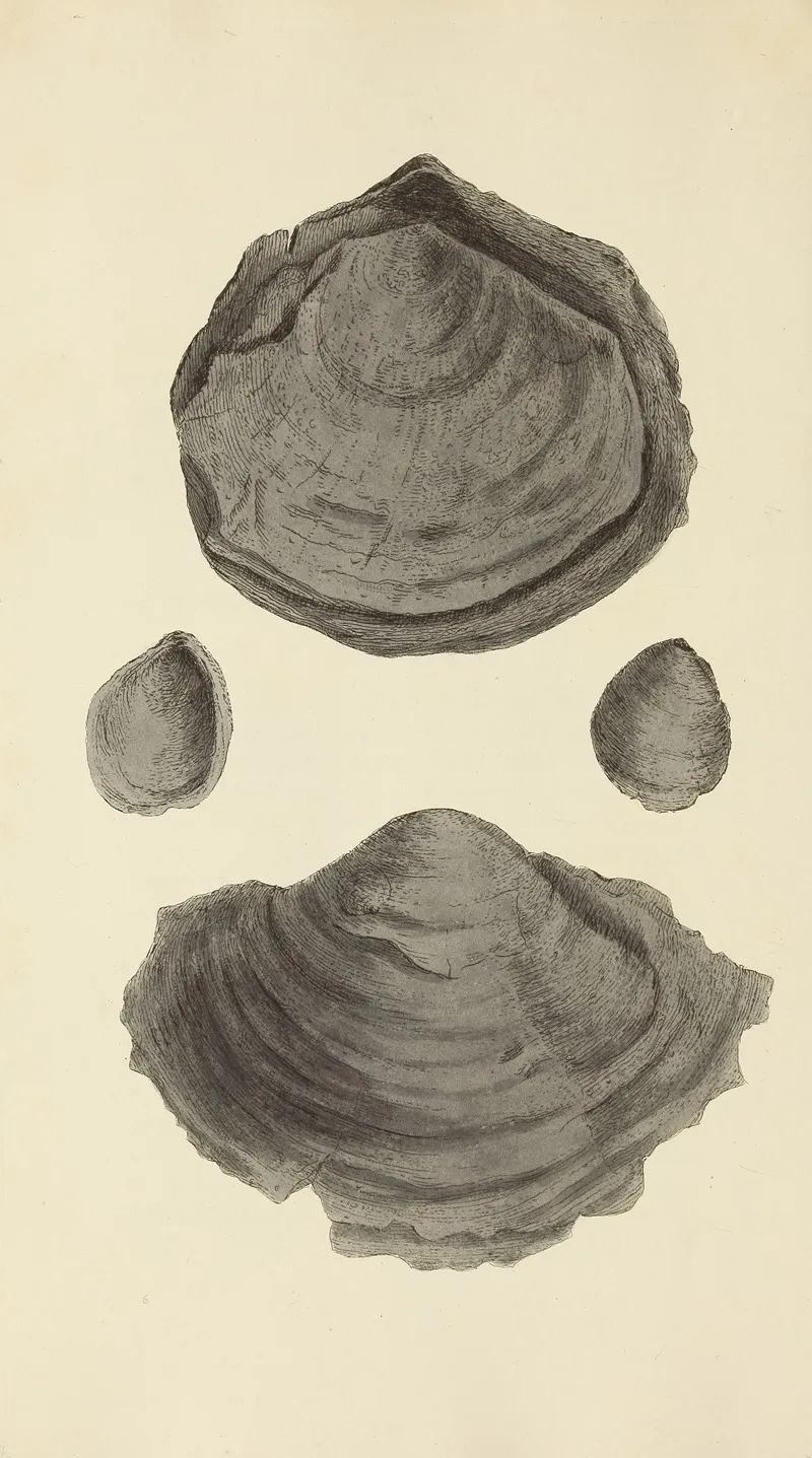 The Mineral Conchology Of Great Britain Pl 254