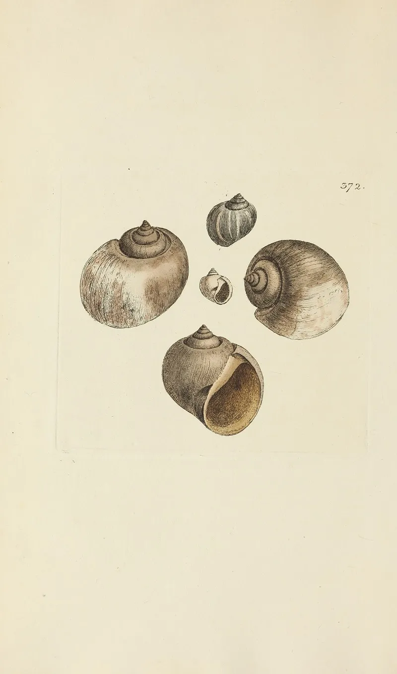 The Mineral Conchology Of Great Britain Pl 258