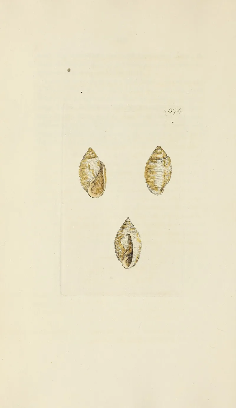 The Mineral Conchology Of Great Britain Pl 260