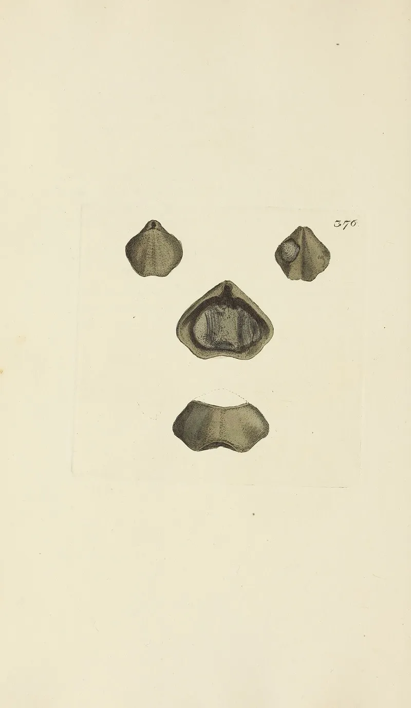 The Mineral Conchology Of Great Britain Pl 262