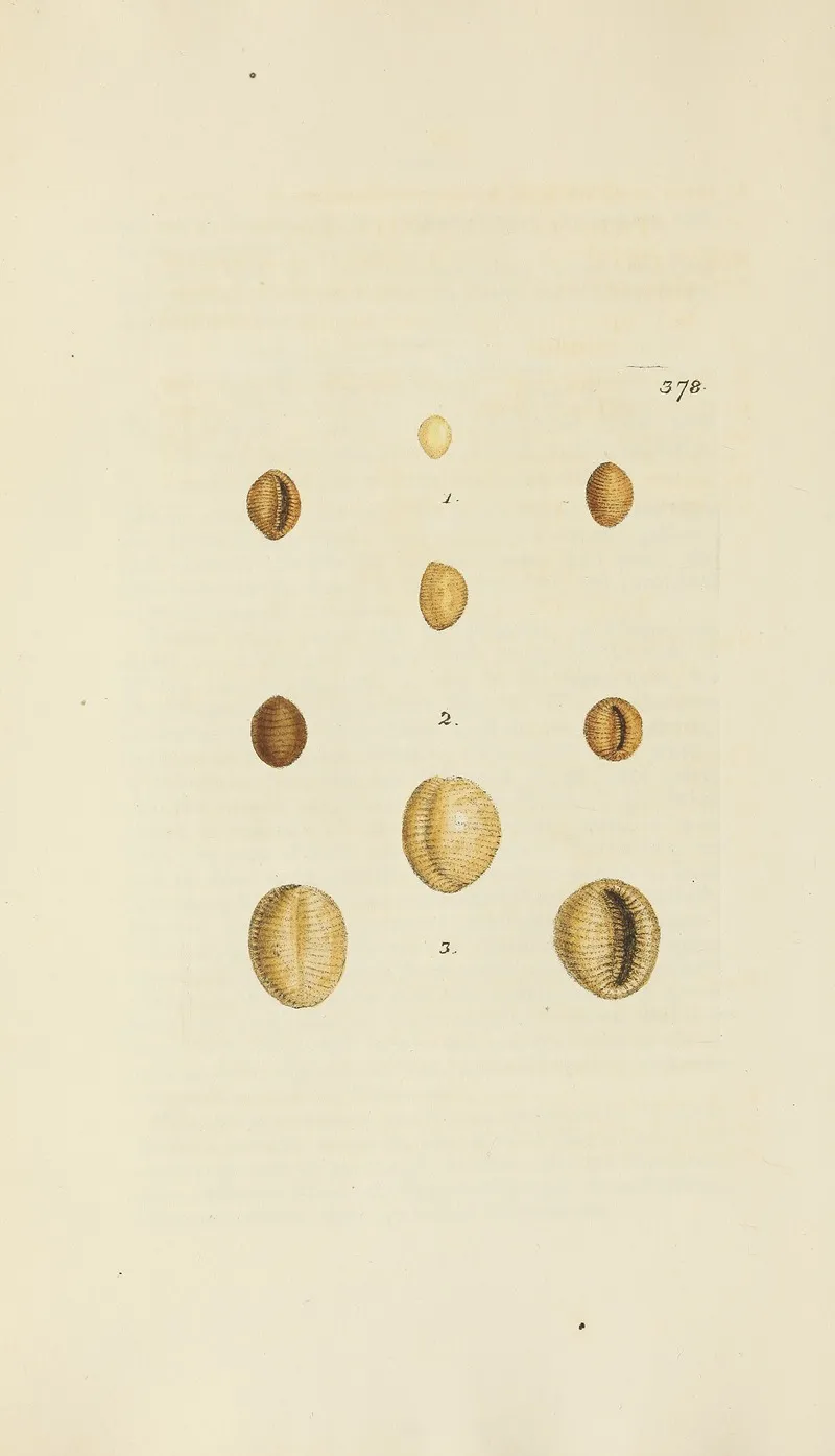 The Mineral Conchology Of Great Britain Pl 264