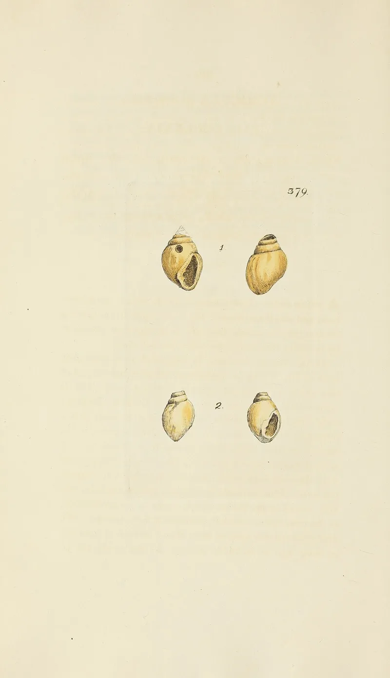 The Mineral Conchology Of Great Britain Pl 265
