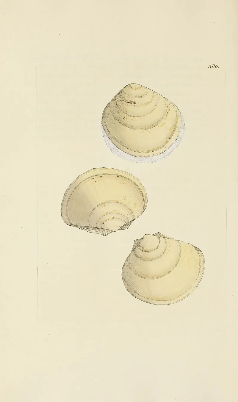 The Mineral Conchology Of Great Britain Pl 266