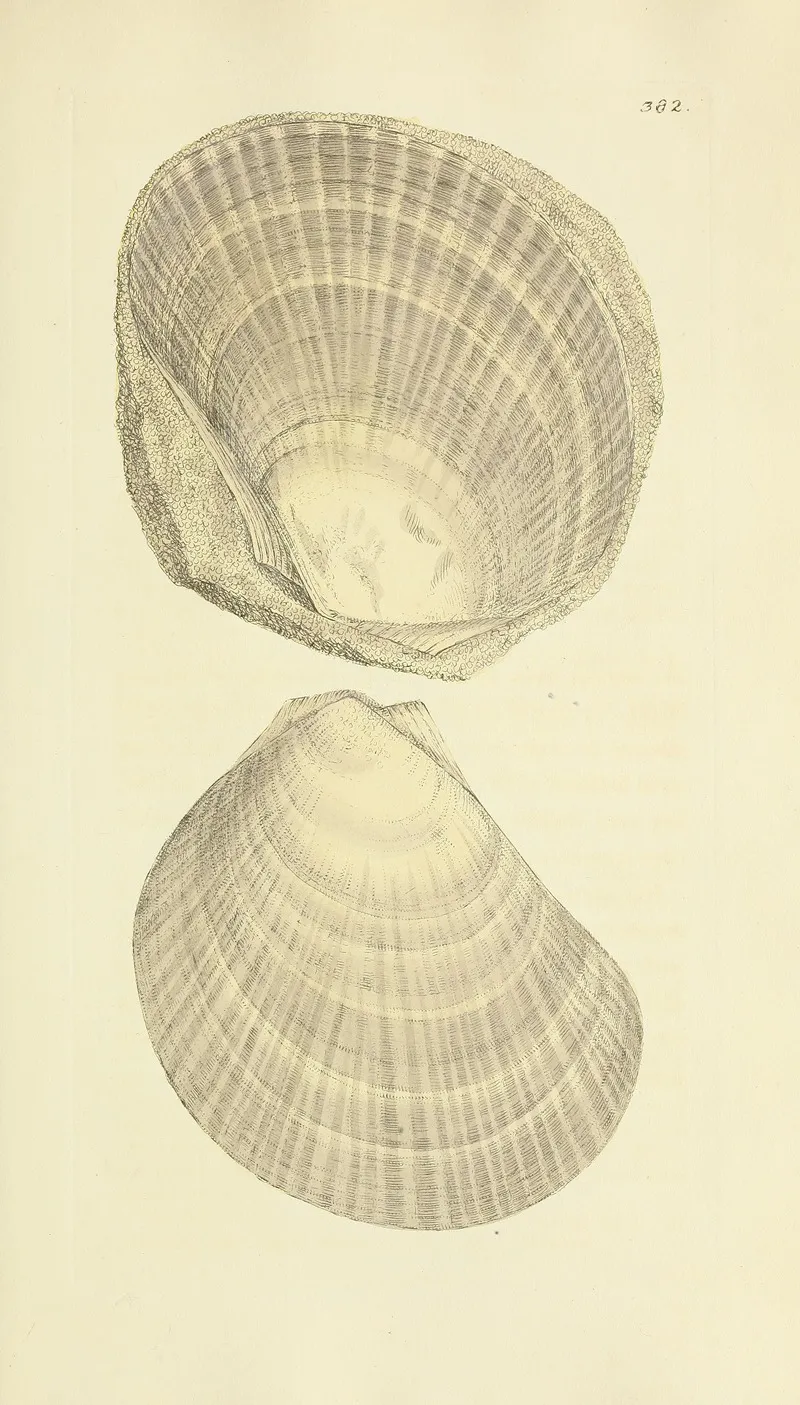 The Mineral Conchology Of Great Britain Pl 268