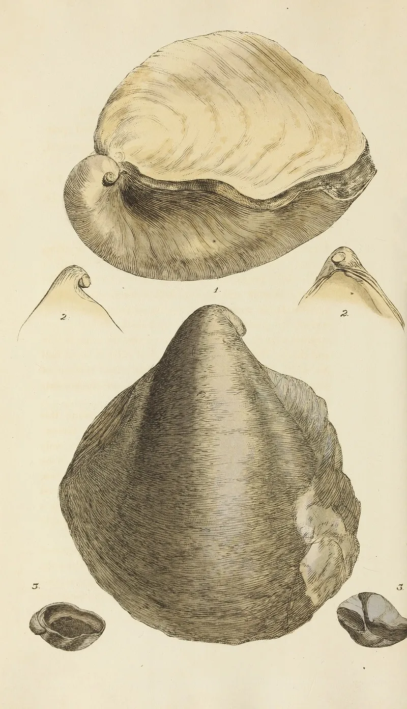 The Mineral Conchology Of Great Britain Pl 269