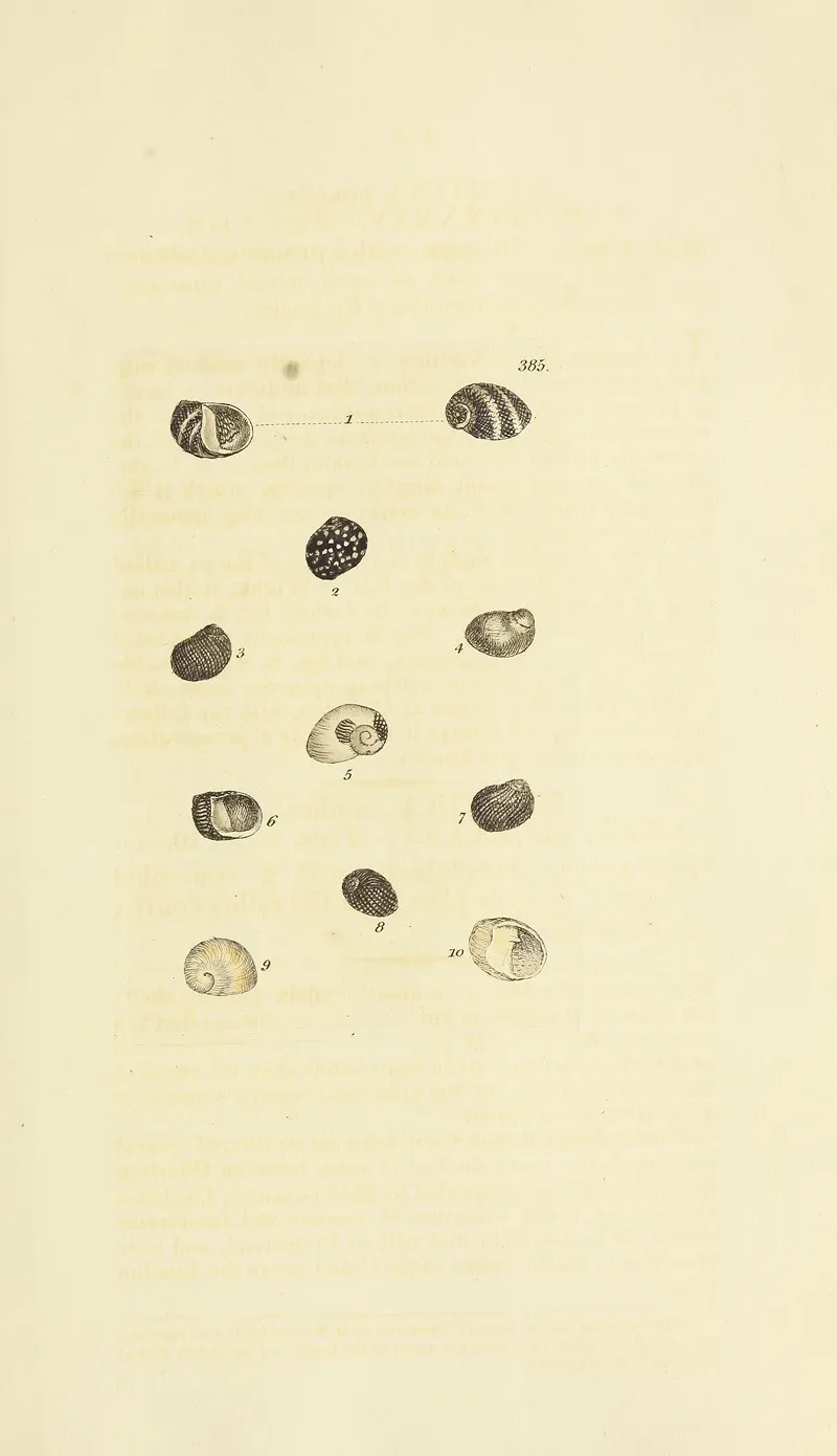 The Mineral Conchology Of Great Britain Pl 270