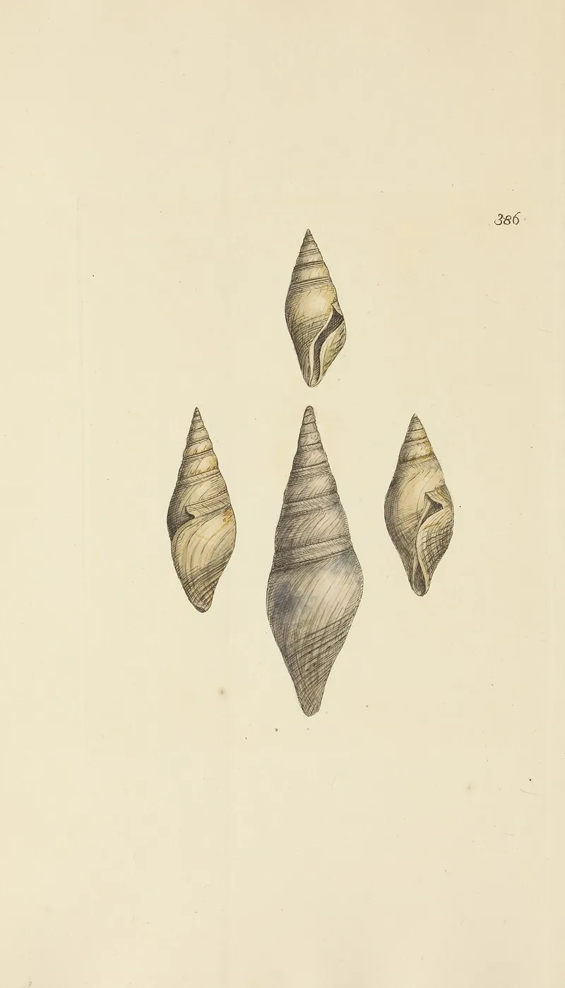 The Mineral Conchology Of Great Britain Pl 271