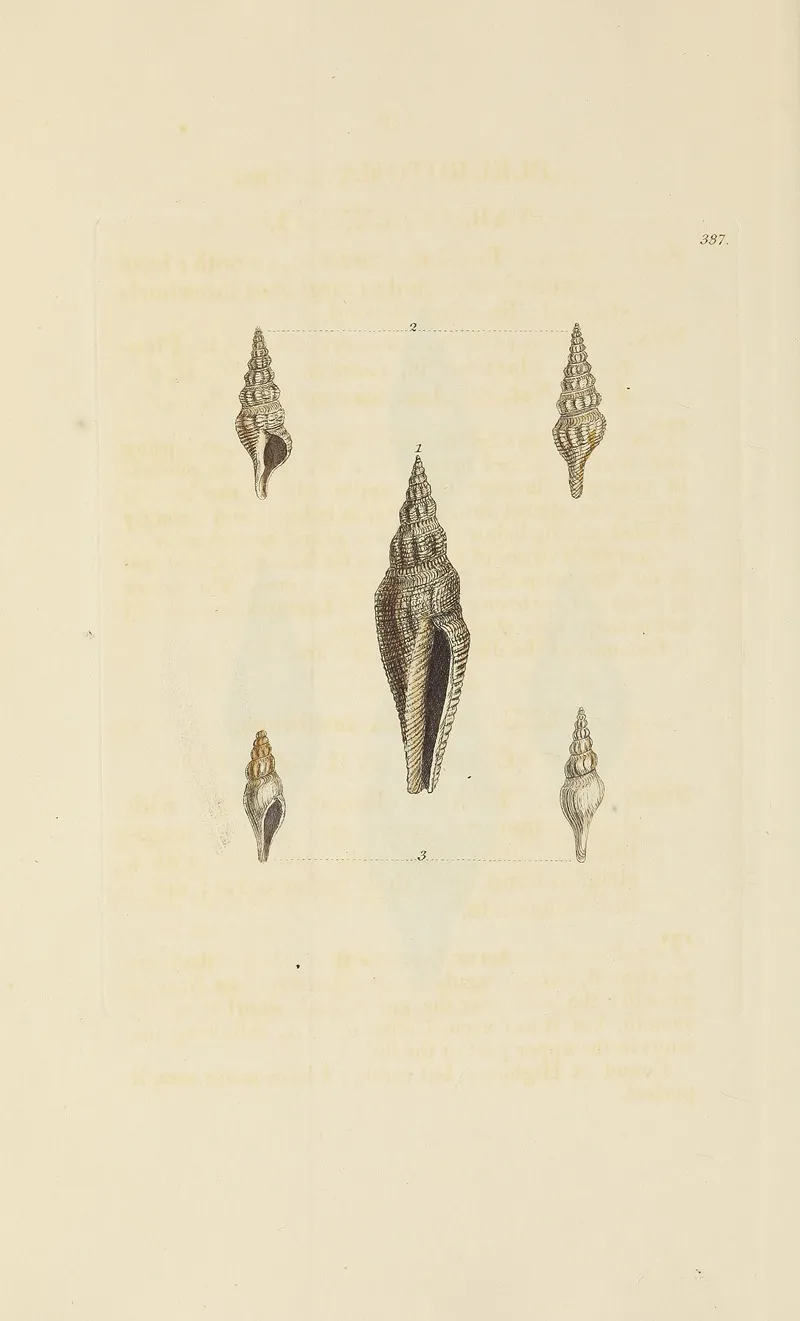 The Mineral Conchology Of Great Britain Pl 272