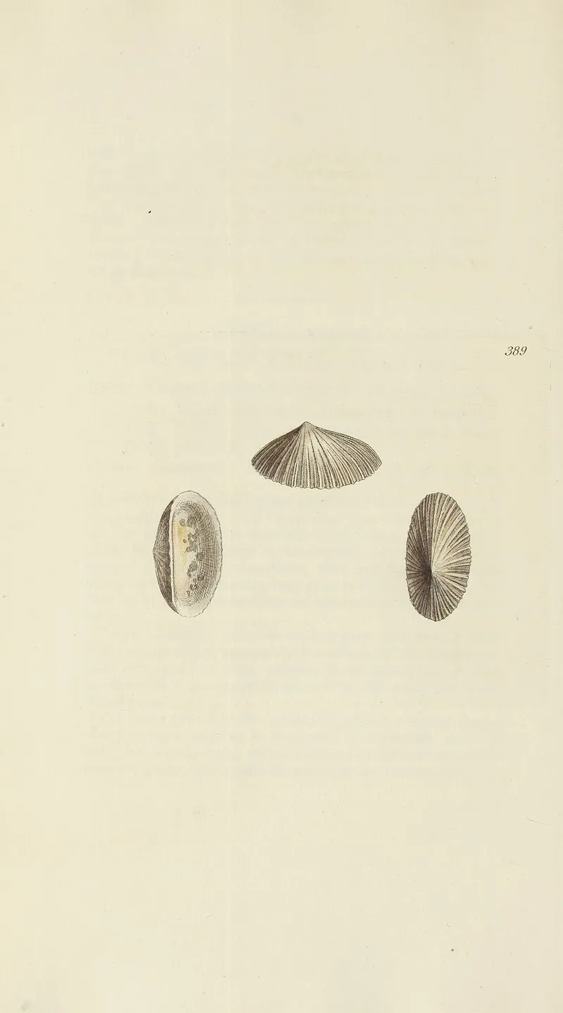 The Mineral Conchology Of Great Britain Pl 273
