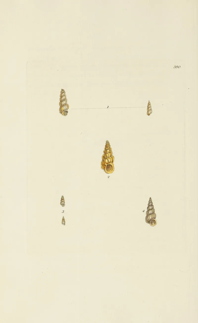 The Mineral Conchology Of Great Britain Pl 274