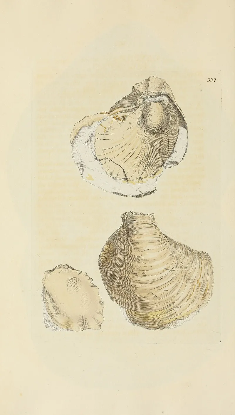 The Mineral Conchology Of Great Britain Pl 276