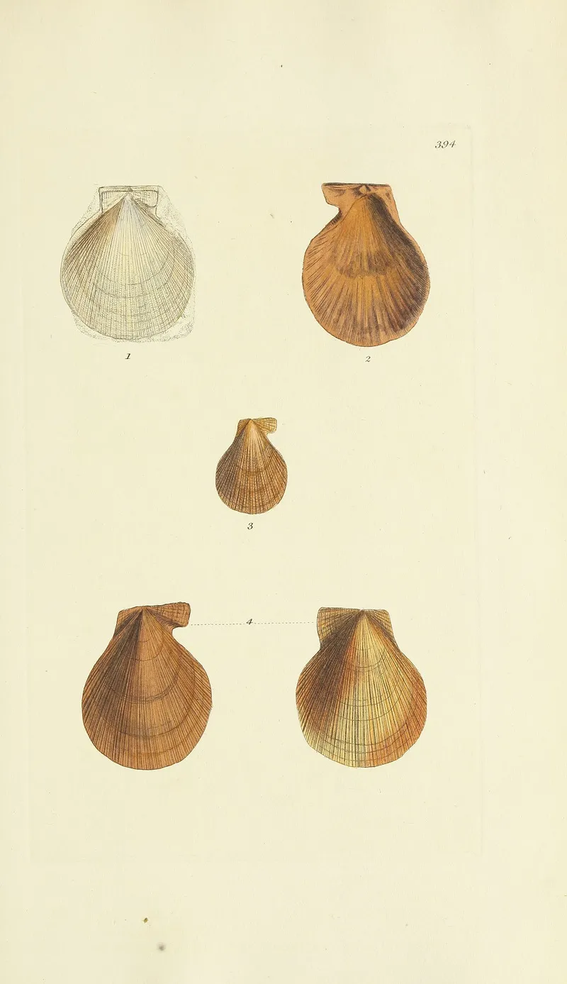 The Mineral Conchology Of Great Britain Pl 278