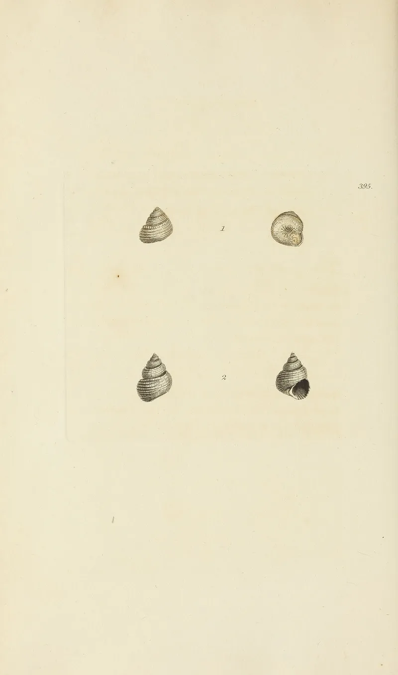 The Mineral Conchology Of Great Britain Pl 279