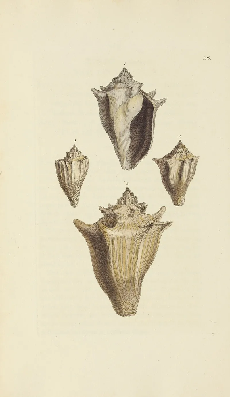 The Mineral Conchology Of Great Britain Pl 280