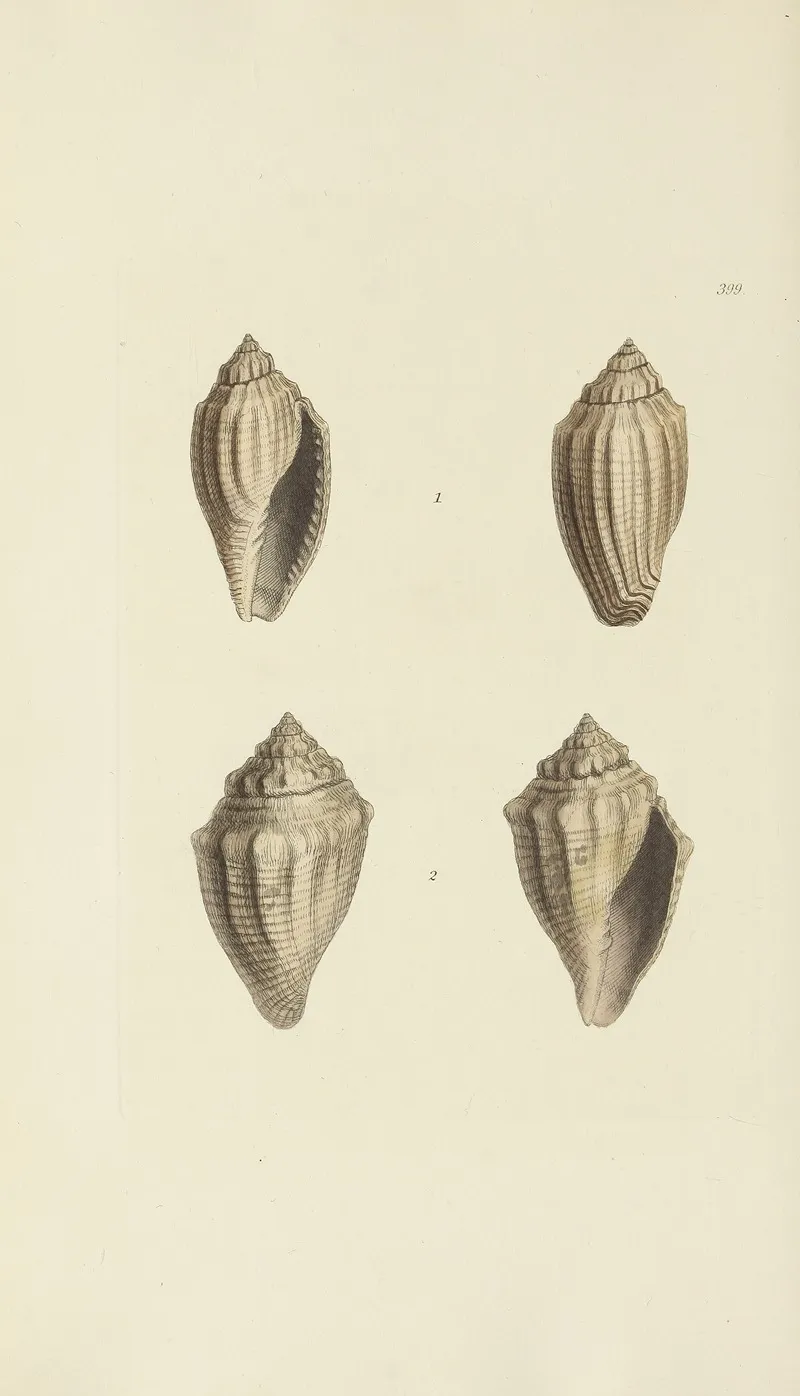 The Mineral Conchology Of Great Britain Pl 282