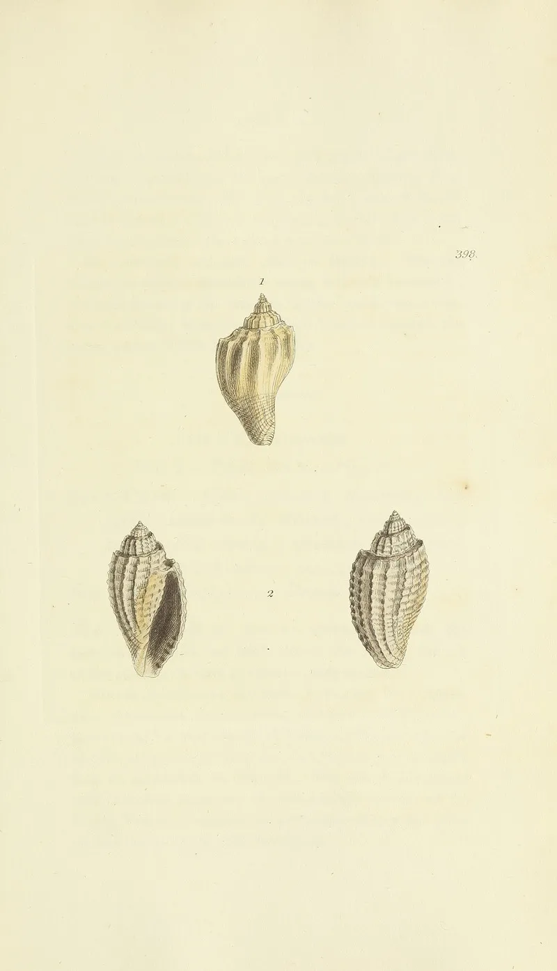 The Mineral Conchology Of Great Britain Pl 283