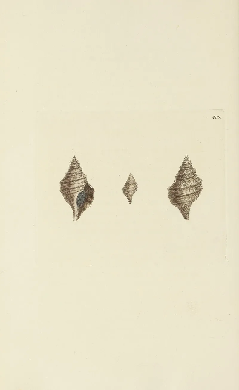 The Mineral Conchology Of Great Britain Pl 284