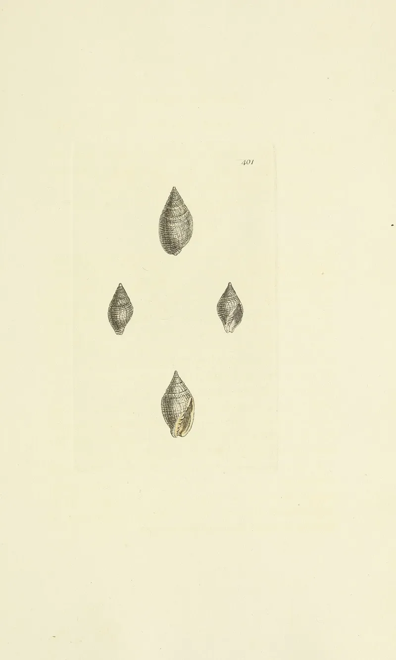 The Mineral Conchology Of Great Britain Pl 285