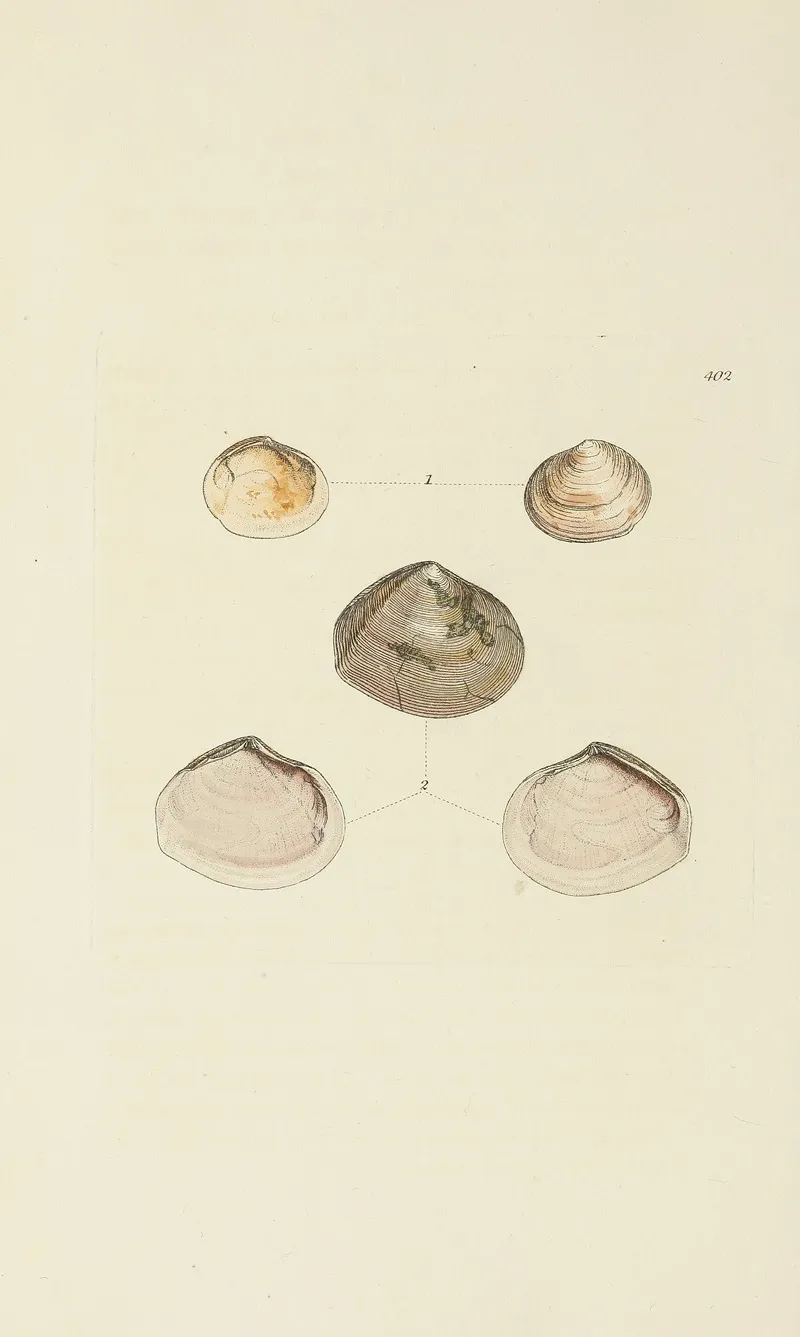 The Mineral Conchology Of Great Britain Pl 286
