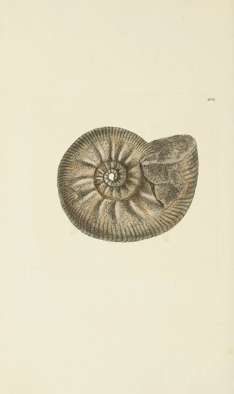 The Mineral Conchology Of Great Britain Pl 288