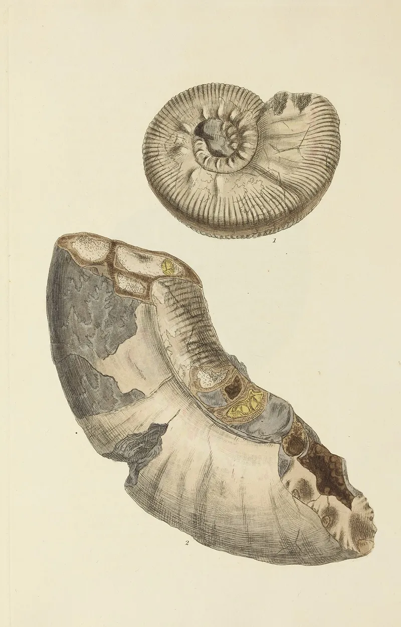 The Mineral Conchology Of Great Britain Pl 289