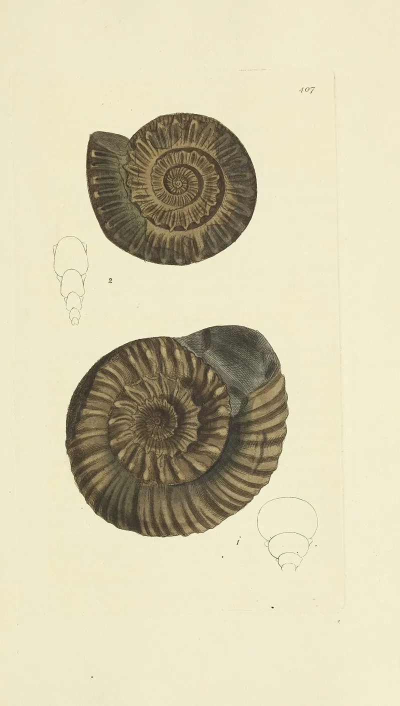 The Mineral Conchology Of Great Britain Pl 290