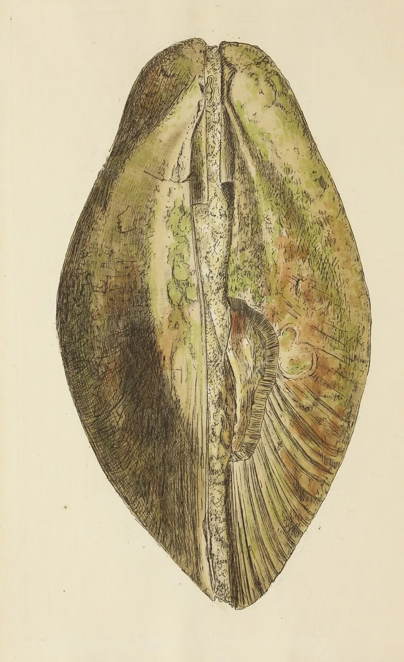 The Mineral Conchology Of Great Britain Pl 293