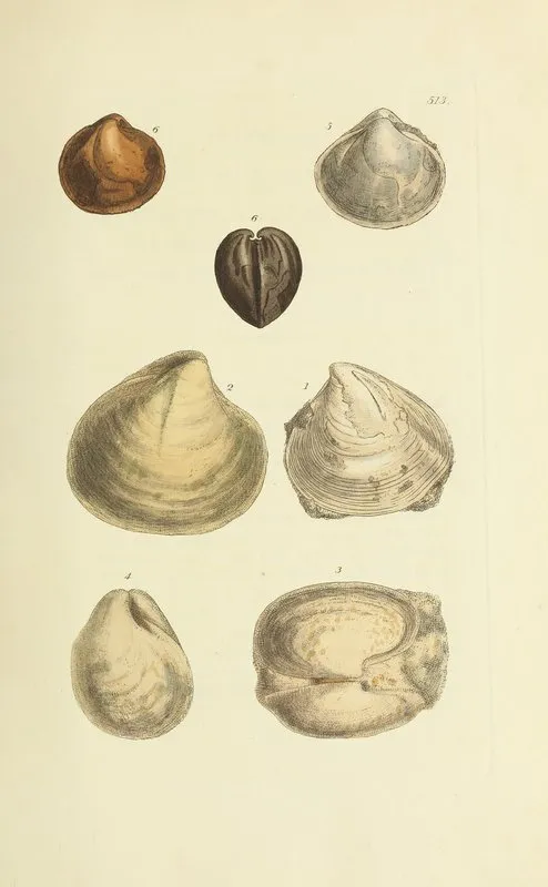 The Mineral Conchology Of Great Britain Pl 301