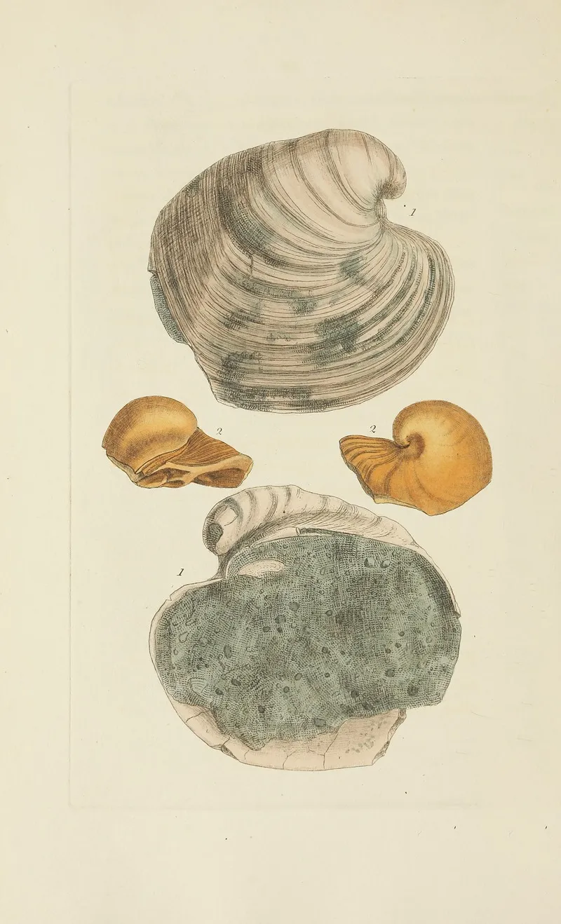 The Mineral Conchology Of Great Britain Pl 304