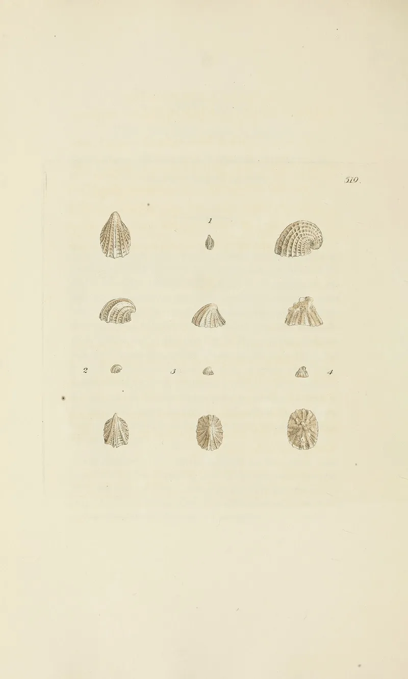 The Mineral Conchology Of Great Britain Pl 307