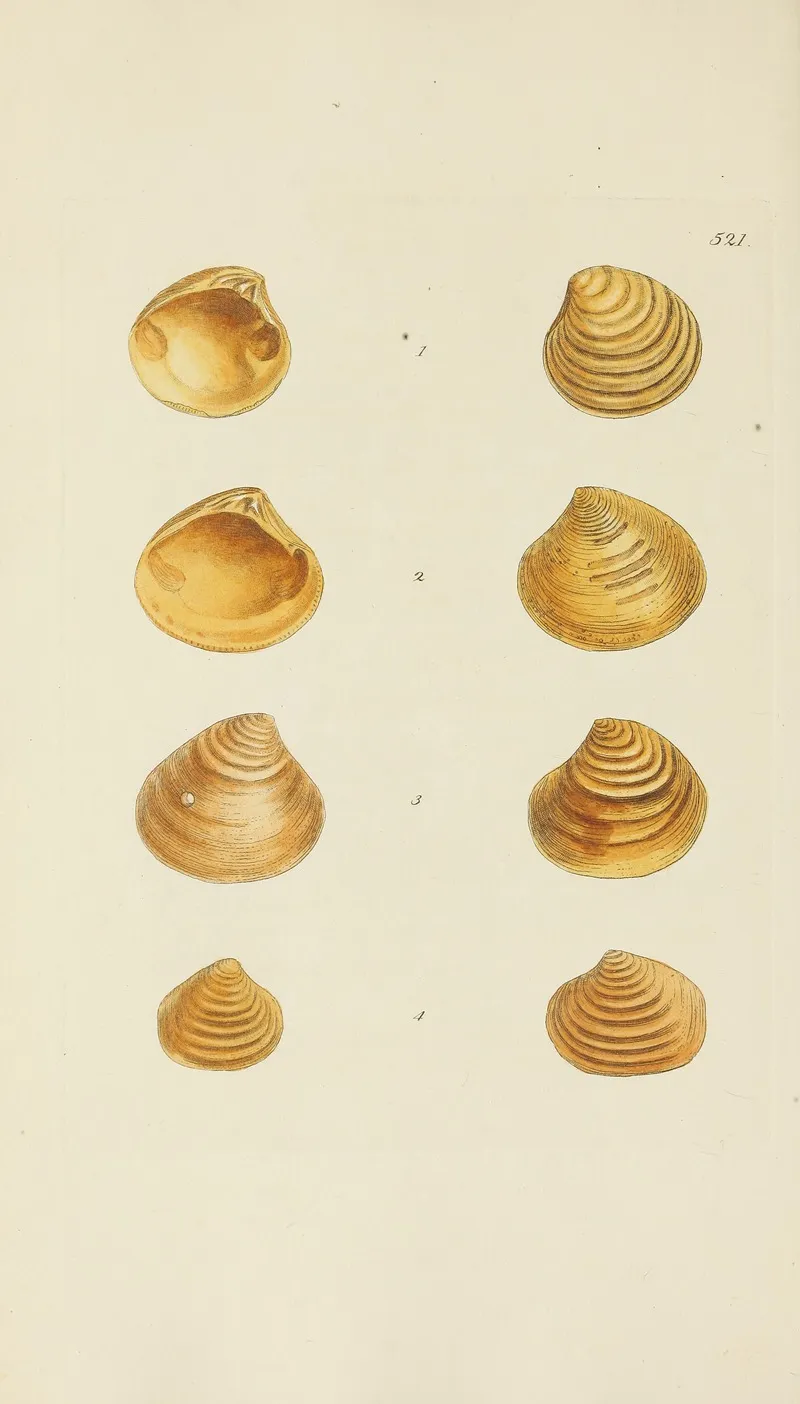 The Mineral Conchology Of Great Britain Pl 309