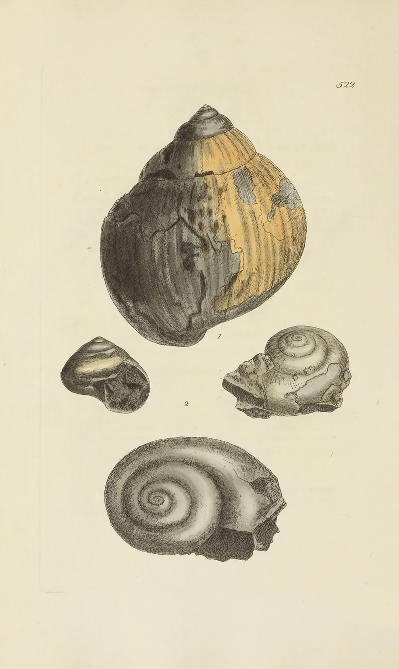 The Mineral Conchology Of Great Britain Pl 310