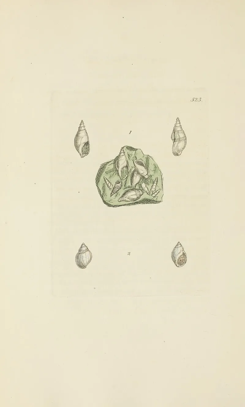 The Mineral Conchology Of Great Britain Pl 311