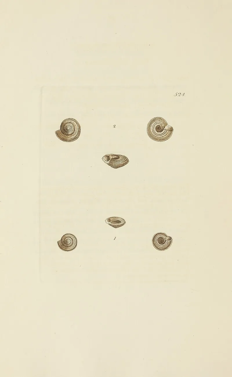 The Mineral Conchology Of Great Britain Pl 312