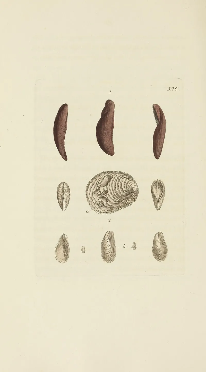 The Mineral Conchology Of Great Britain Pl 314
