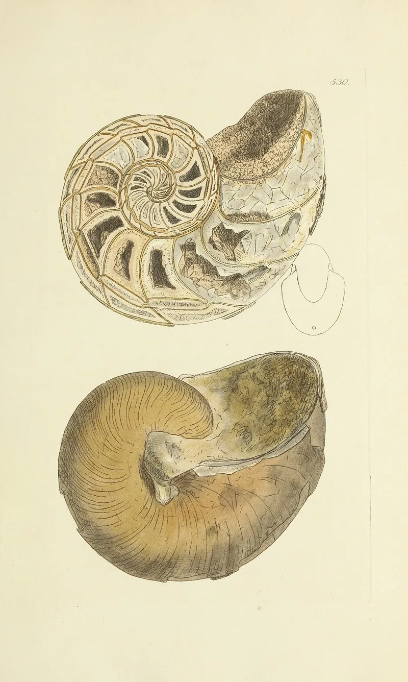 The Mineral Conchology Of Great Britain Pl 318